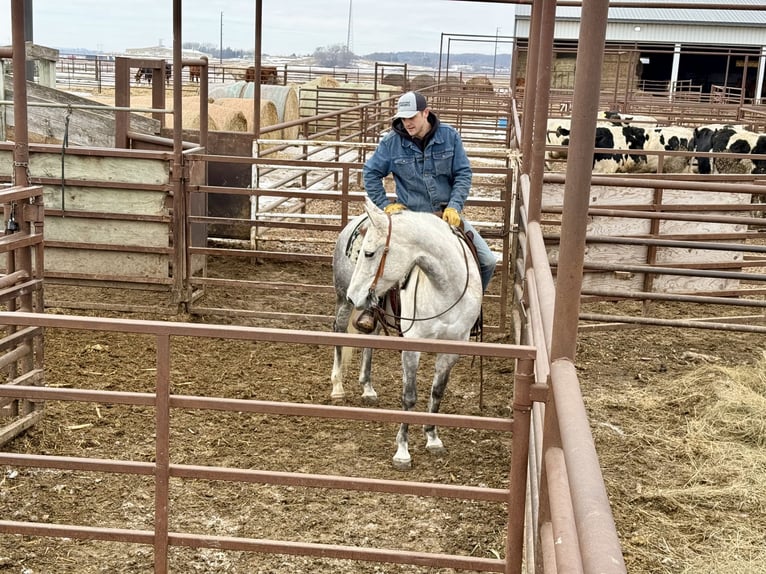 American Quarter Horse Merrie 9 Jaar 150 cm Schimmel in Cannon Falls