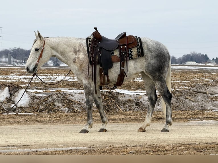 American Quarter Horse Merrie 9 Jaar 150 cm Schimmel in Cannon Falls