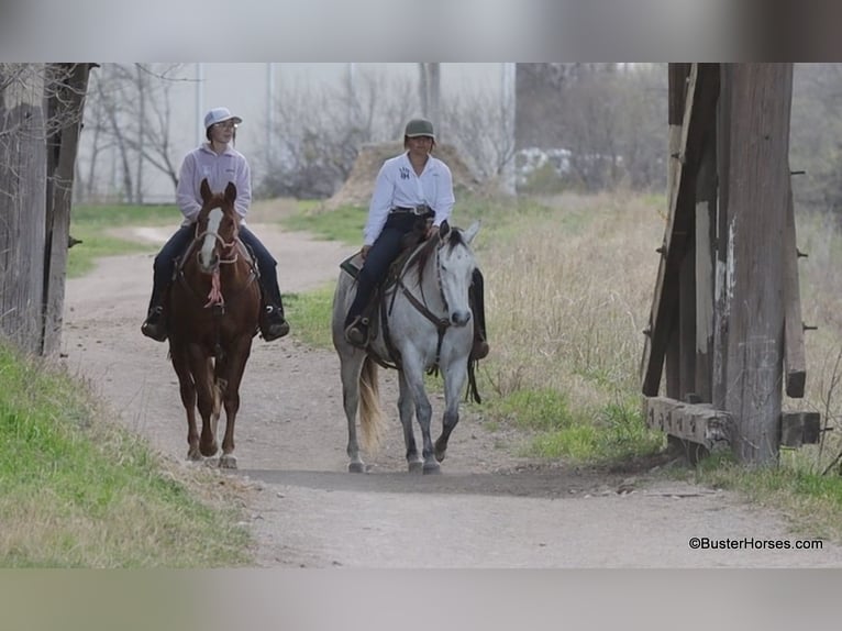 American Quarter Horse Merrie 9 Jaar 150 cm Schimmel in Weatherford TX