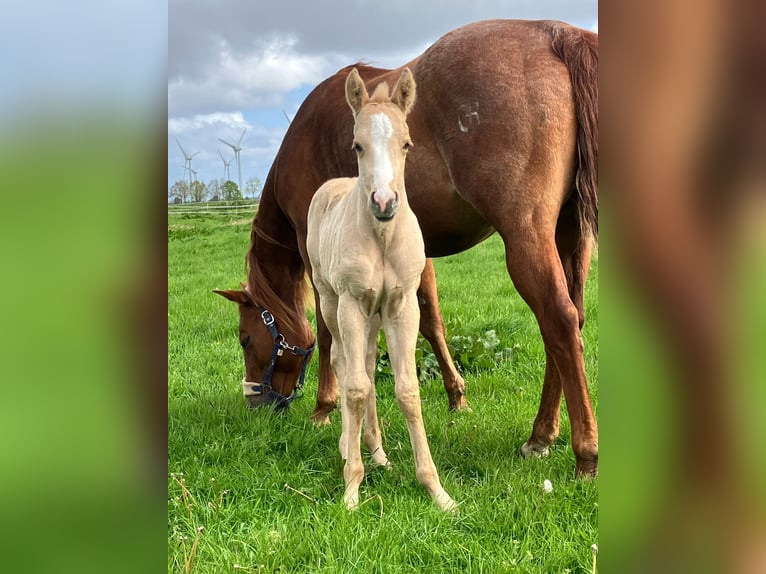 American Quarter Horse Merrie 9 Jaar 150 cm Vos in Holtgast
