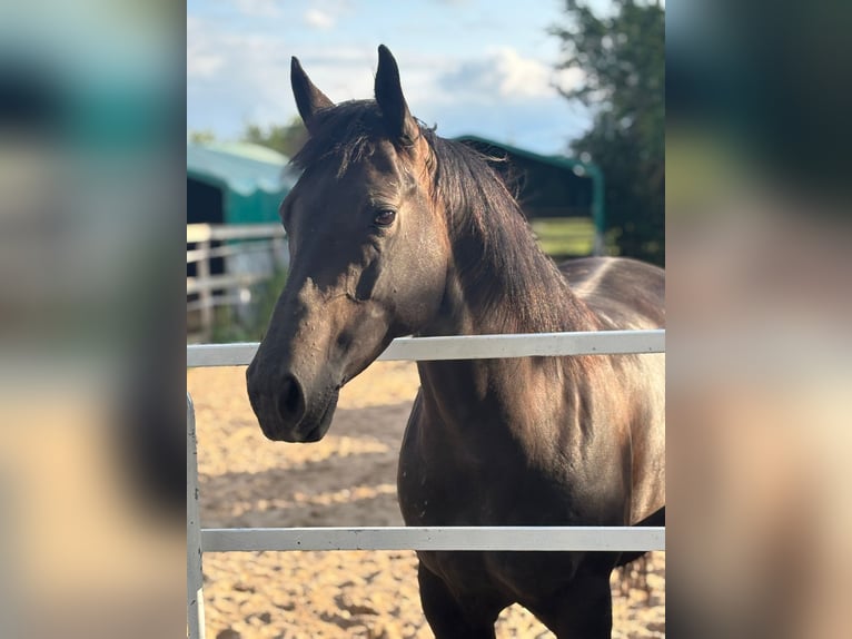American Quarter Horse Merrie 9 Jaar 150 cm  in Zwingenberg