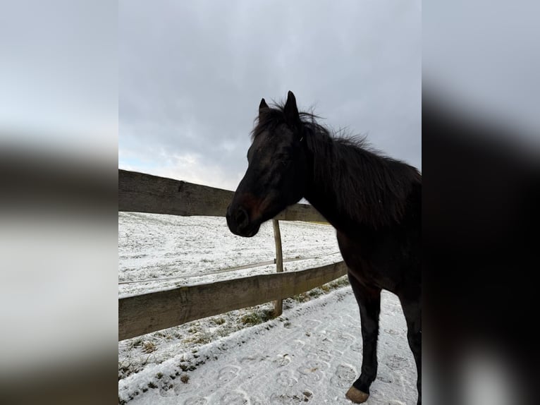 American Quarter Horse Merrie 9 Jaar 150 cm  in Zwingenberg