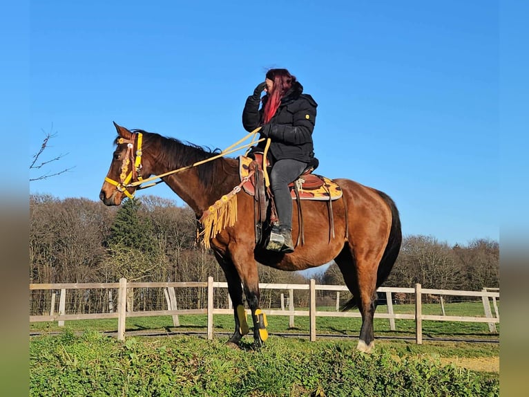 American Quarter Horse Merrie 9 Jaar 152 cm Bruin in Linkenbach