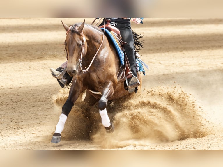 American Quarter Horse Merrie 9 Jaar 152 cm Buckskin in Dronten