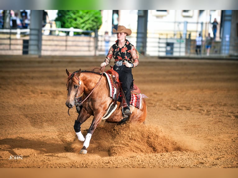 American Quarter Horse Merrie 9 Jaar 152 cm Buckskin in Dronten