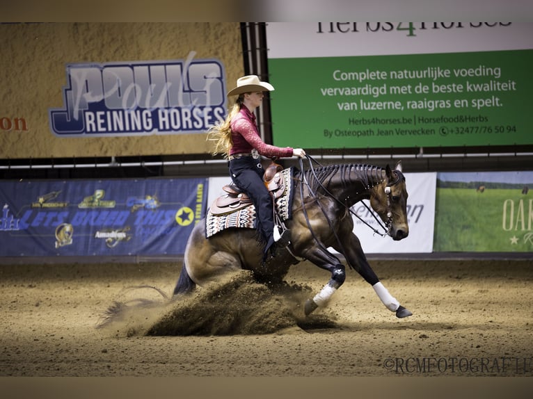 American Quarter Horse Merrie 9 Jaar 152 cm Buckskin in Dronten