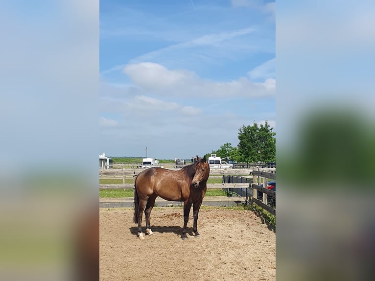 American Quarter Horse Merrie 9 Jaar 152 cm Buckskin in Dronten