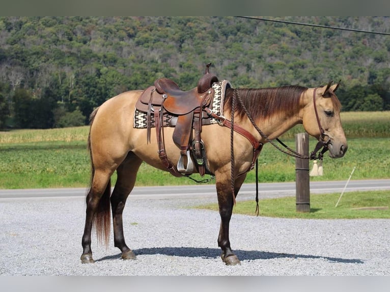 American Quarter Horse Merrie 9 Jaar 152 cm Buckskin in Rebersburg, PA