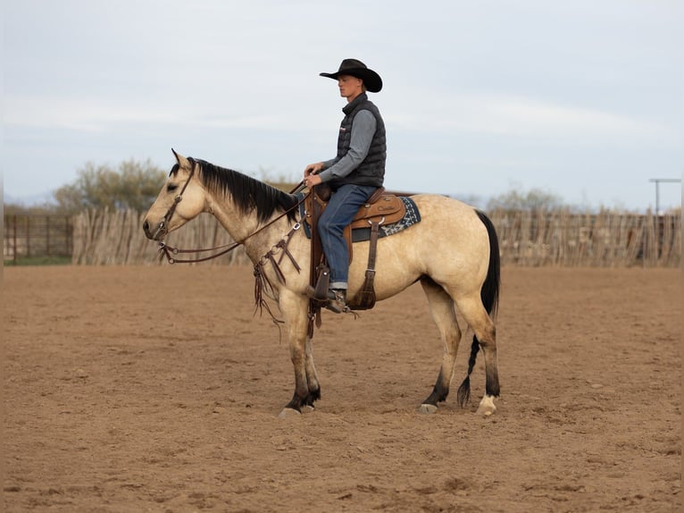 American Quarter Horse Merrie 9 Jaar 152 cm Buckskin in Wickenburg