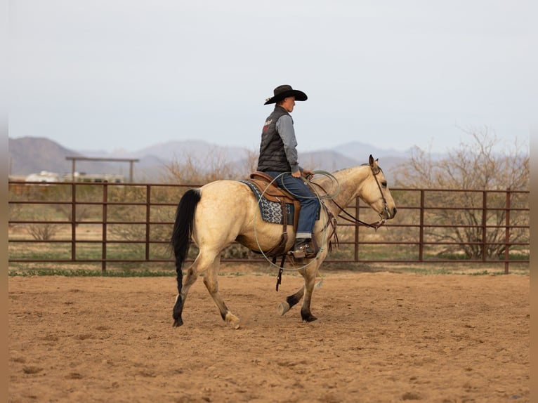 American Quarter Horse Merrie 9 Jaar 152 cm Buckskin in Wickenburg