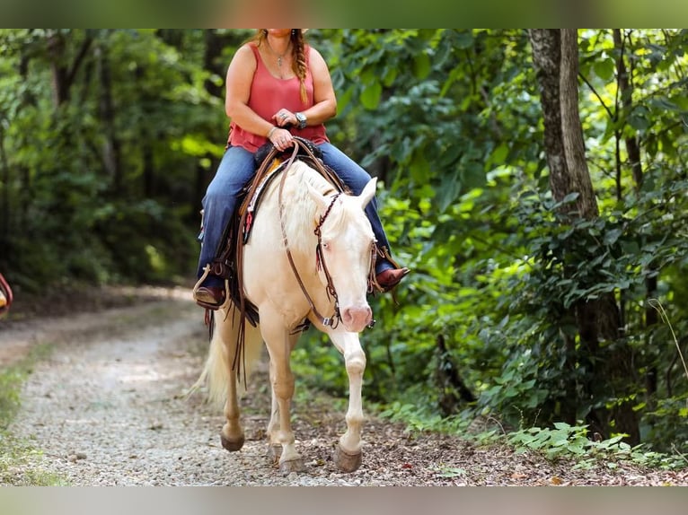 American Quarter Horse Merrie 9 Jaar 152 cm Cremello in Mt Hope AL