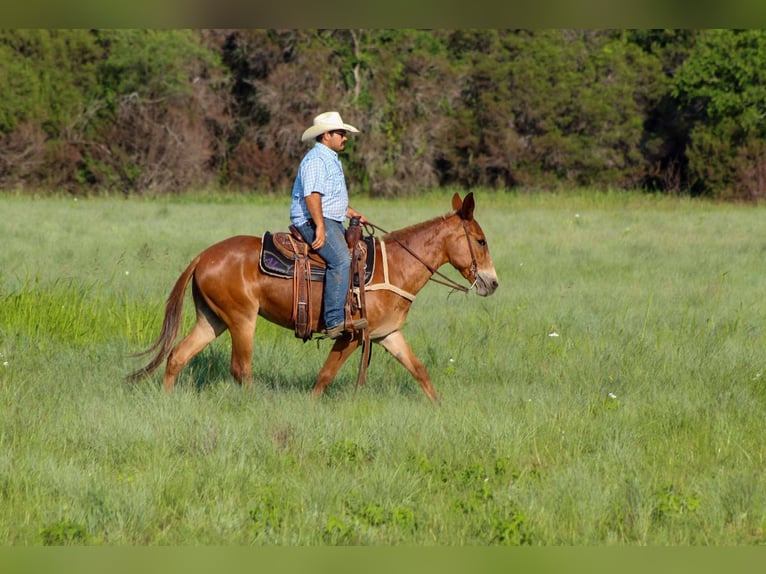 American Quarter Horse Merrie 9 Jaar 152 cm Donkere-vos in Stephenville TX
