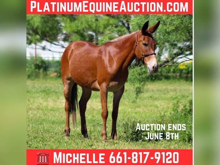 American Quarter Horse Merrie 9 Jaar 152 cm Donkere-vos in Stephenville TX