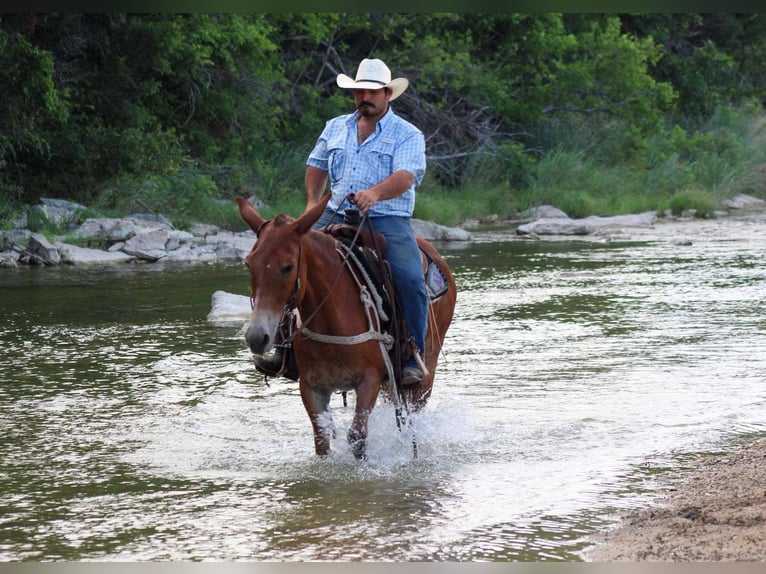 American Quarter Horse Merrie 9 Jaar 152 cm Donkere-vos in Stephenville TX