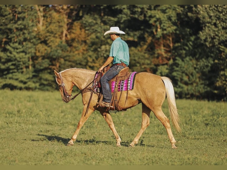 American Quarter Horse Merrie 9 Jaar 152 cm Palomino in Lyles, TN