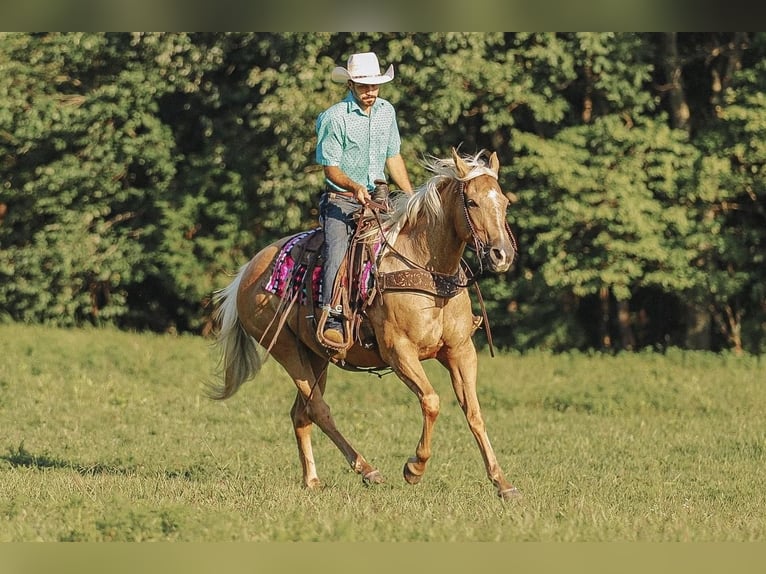 American Quarter Horse Merrie 9 Jaar 152 cm Palomino in Lyles, TN