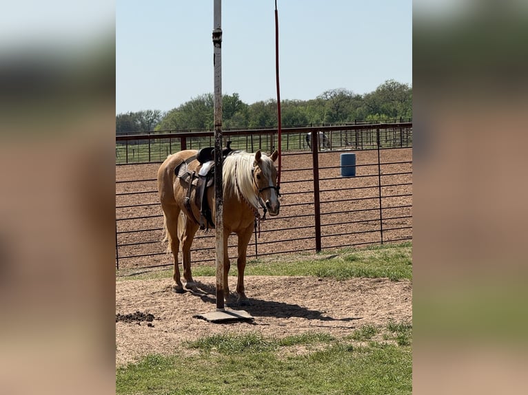 American Quarter Horse Merrie 9 Jaar 152 cm Palomino in Edmond