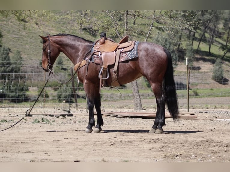 American Quarter Horse Merrie 9 Jaar 152 cm Roan-Bay in Paicines CA