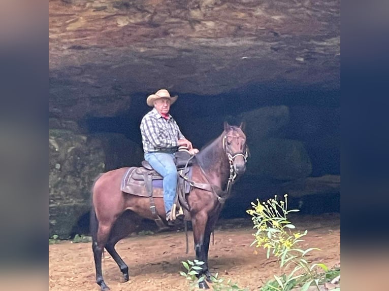 American Quarter Horse Merrie 9 Jaar 152 cm Roodbruin in Henderson KY