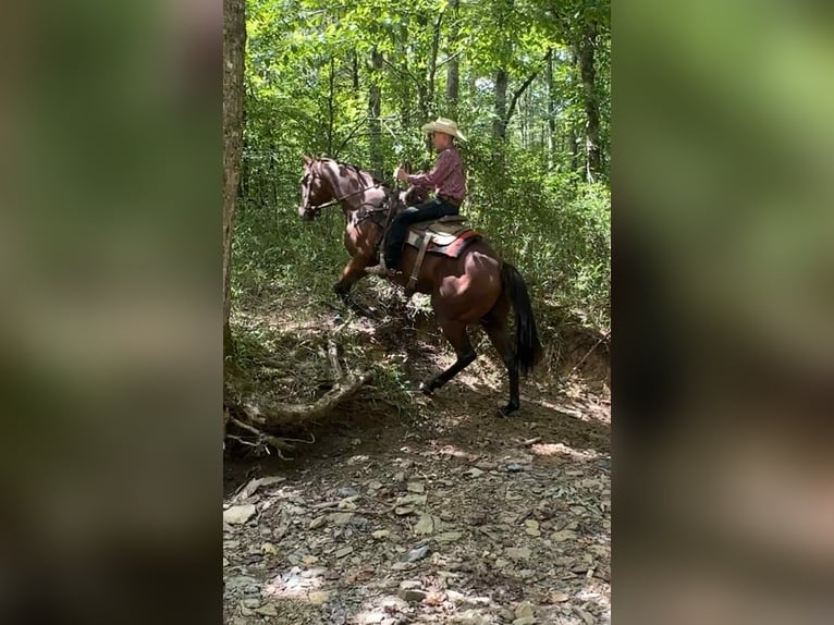 American Quarter Horse Merrie 9 Jaar 152 cm Roodbruin in Henderson KY