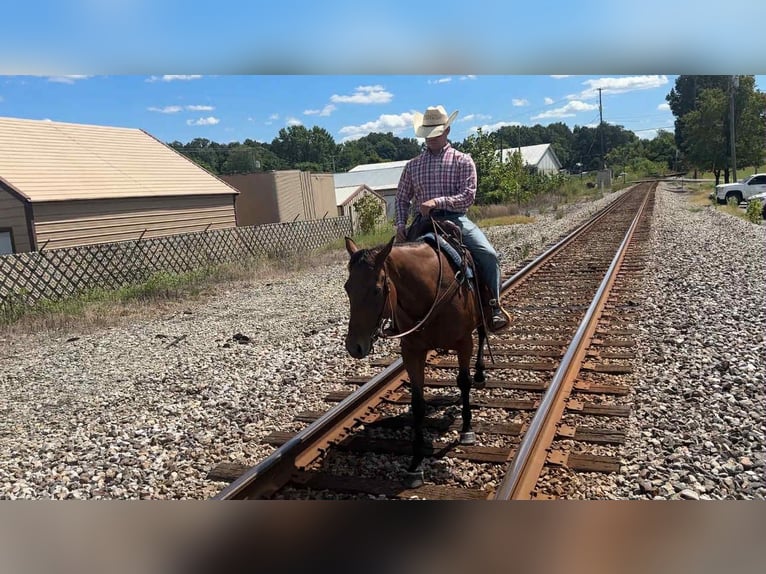 American Quarter Horse Merrie 9 Jaar 152 cm Roodbruin in Henderson KY