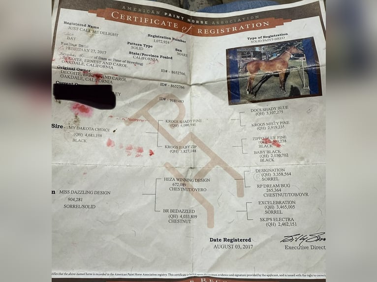 American Quarter Horse Merrie 9 Jaar 152 cm Roodbruin in Paicines CA