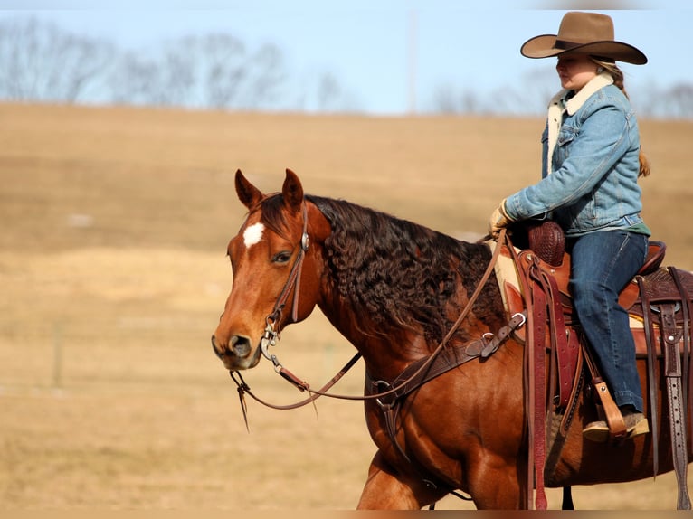 American Quarter Horse Merrie 9 Jaar 152 cm Roodvos in Clarion