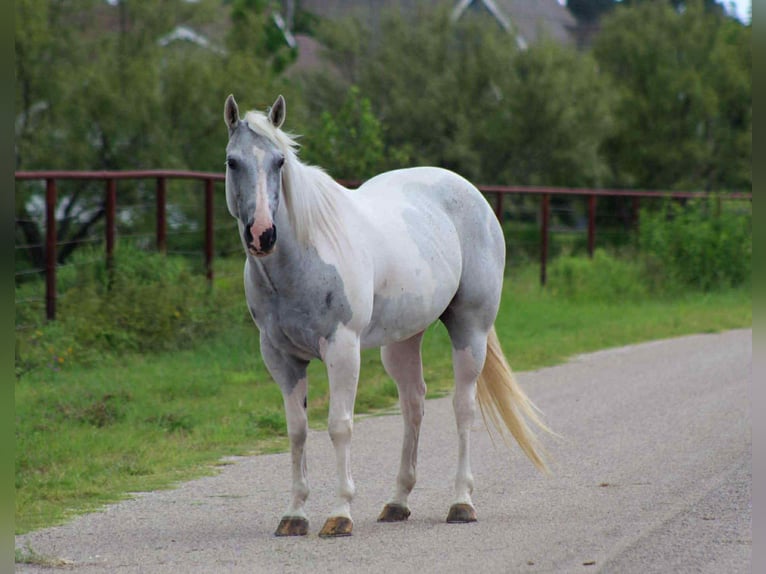 American Quarter Horse Merrie 9 Jaar 152 cm Tobiano-alle-kleuren in Stephenville TX