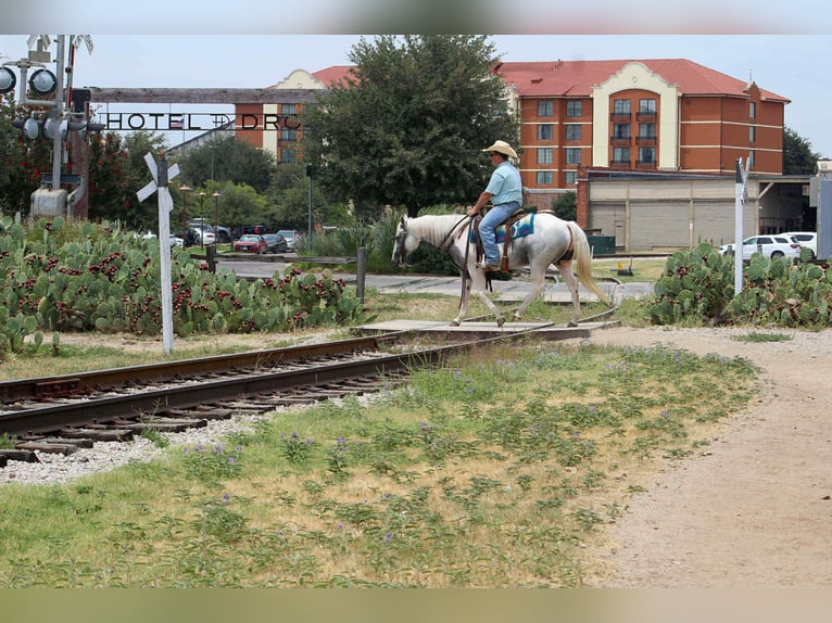 American Quarter Horse Merrie 9 Jaar 152 cm Tobiano-alle-kleuren in Stephenville TX