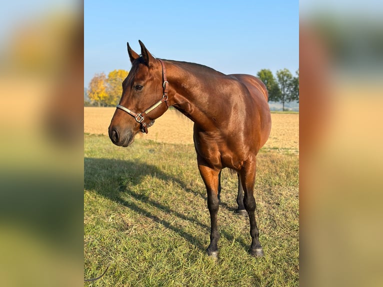 American Quarter Horse Merrie 9 Jaar 153 cm Bruin in München American Quarter Horse Merrie 9 Jaar 153 cm Bruin in München
