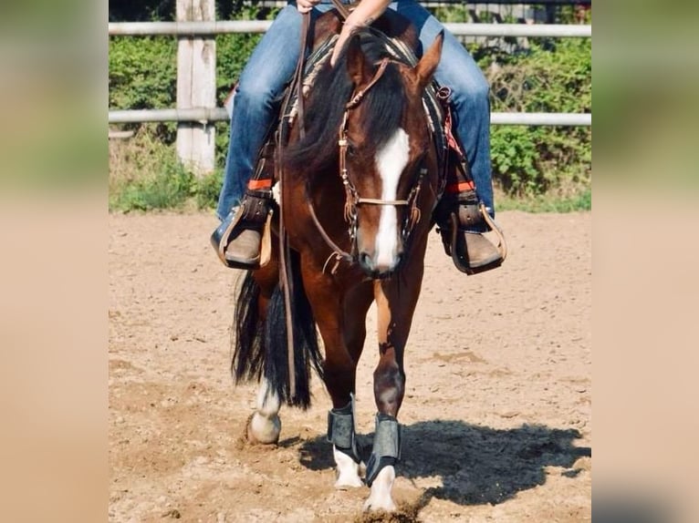 American Quarter Horse Merrie 9 Jaar 153 cm Roodbruin in Forli