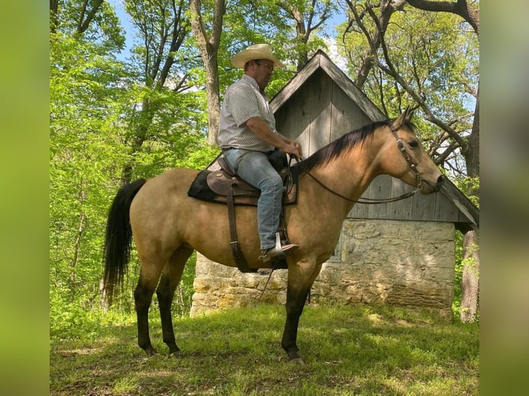 American Quarter Horse Merrie 9 Jaar 155 cm Buckskin in Libson IA