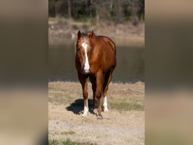 American Quarter Horse Merrie 9 Jaar 155 cm Palomino in Forney