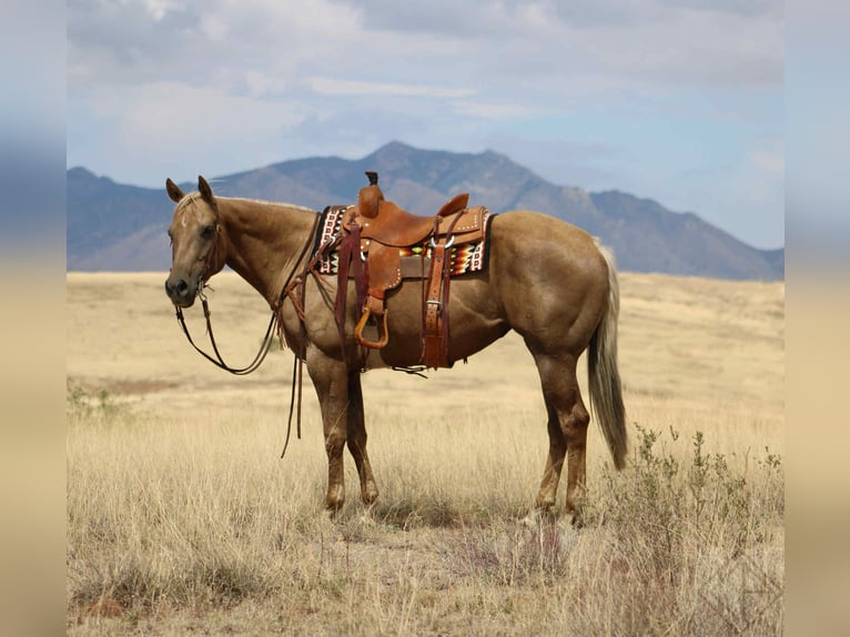 American Quarter Horse Merrie 9 Jaar 155 cm Palomino in Nogales, AZ