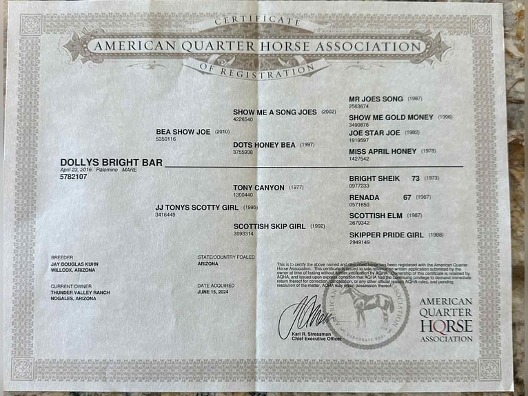 American Quarter Horse Merrie 9 Jaar 155 cm Palomino in Nogales, AZ