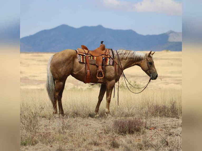 American Quarter Horse Merrie 9 Jaar 155 cm Palomino in Nogales, AZ