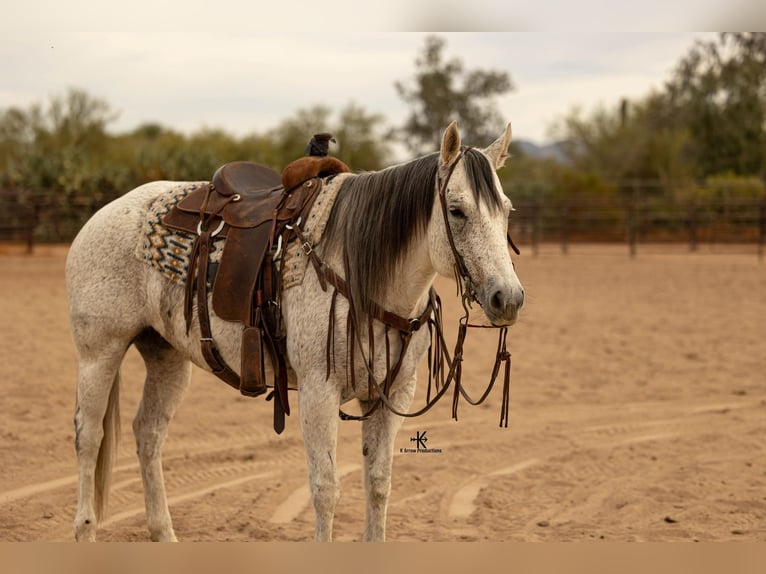 American Quarter Horse Merrie 9 Jaar 155 cm Schimmel in Casa Grande AZ