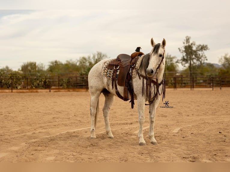 American Quarter Horse Merrie 9 Jaar 155 cm Schimmel in Casa Grande AZ