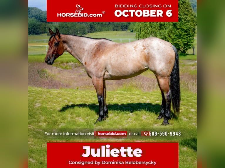 American Quarter Horse Merrie 9 Jaar 157 cm Roan-Bay in Spokane, WA