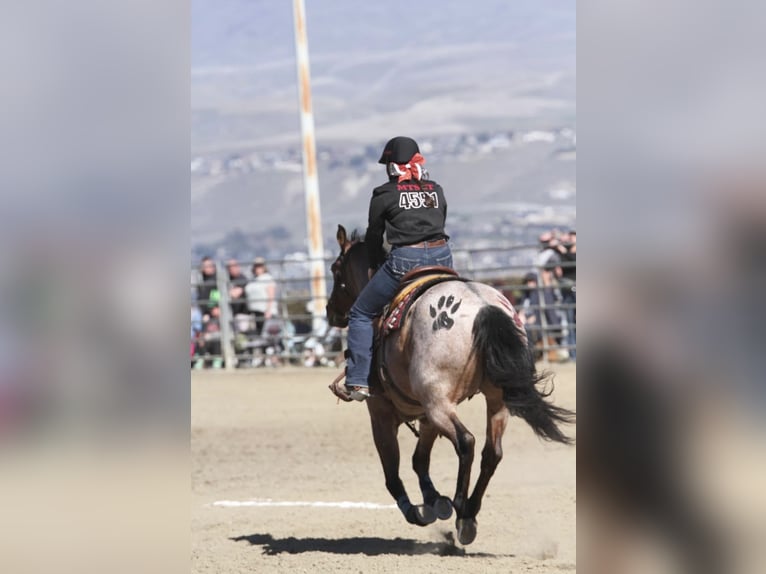 American Quarter Horse Merrie 9 Jaar 157 cm Roan-Bay in Spokane, WA