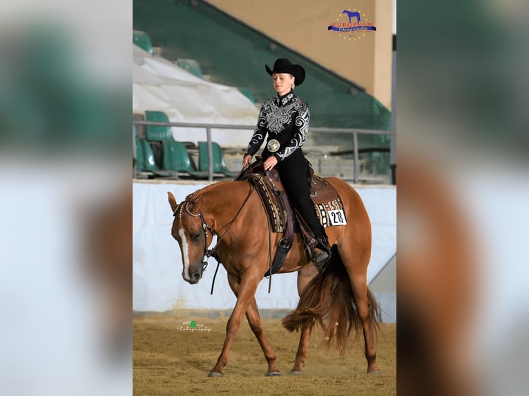 American Quarter Horse Merrie 9 Jaar 157 cm Vos in Bergen auf Rügen