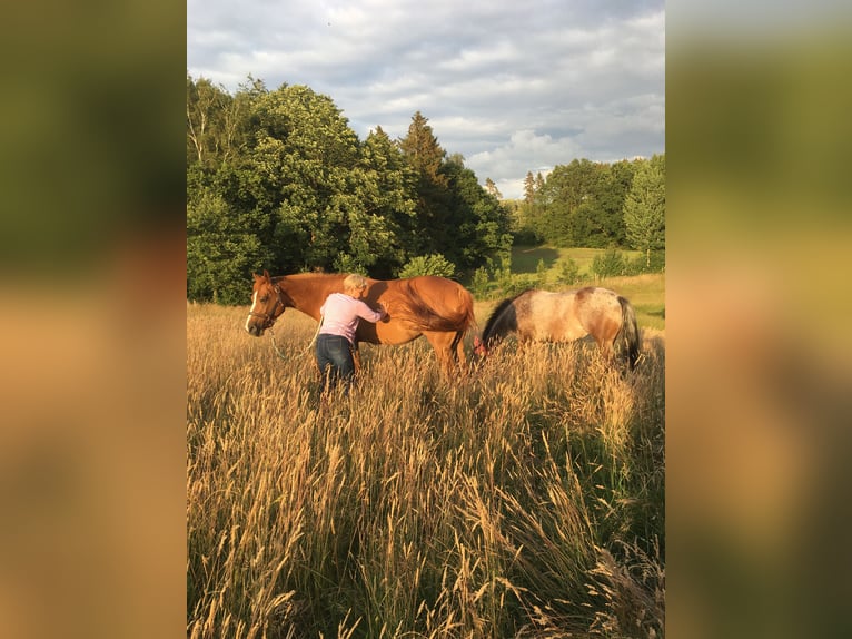 American Quarter Horse Merrie 9 Jaar 157 cm Vos in Bergen auf Rügen