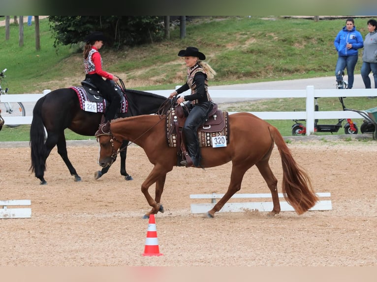 American Quarter Horse Merrie 9 Jaar 157 cm Vos in Bergen auf Rügen