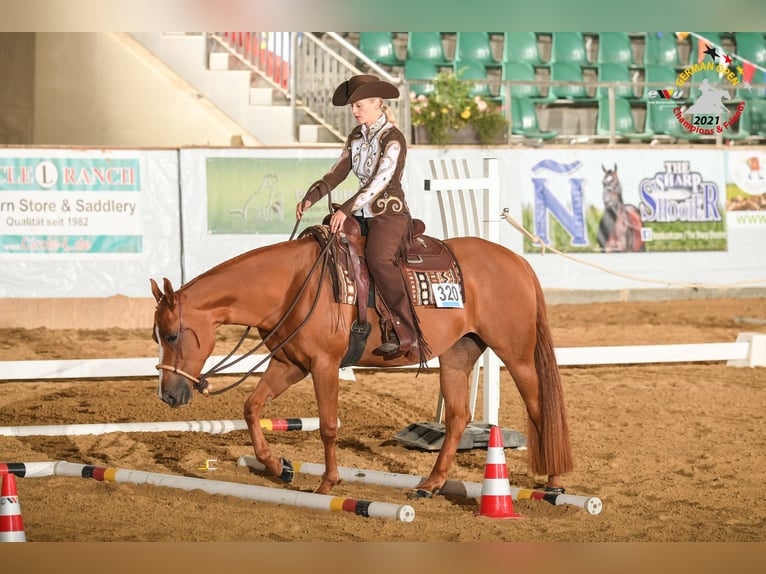 American Quarter Horse Merrie 9 Jaar 157 cm Vos in Bergen auf Rügen
