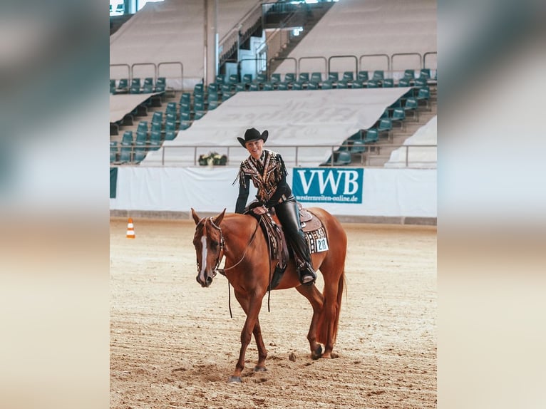American Quarter Horse Merrie 9 Jaar 157 cm Vos in Bergen auf Rügen