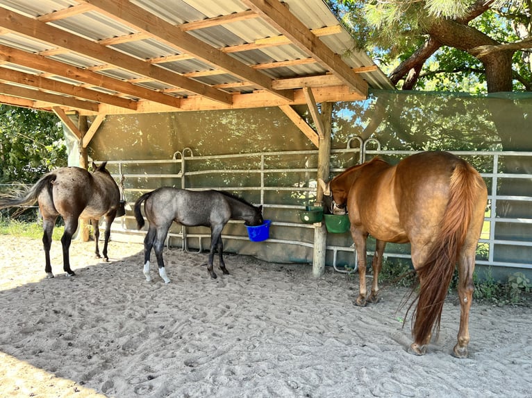 American Quarter Horse Merrie 9 Jaar 157 cm Vos in Bergen auf Rügen