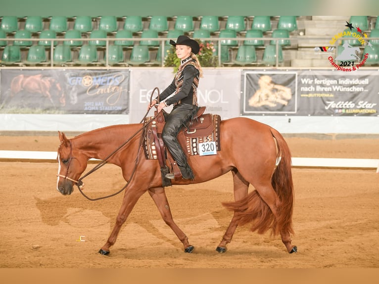 American Quarter Horse Merrie 9 Jaar 157 cm Vos in Bergen auf Rügen