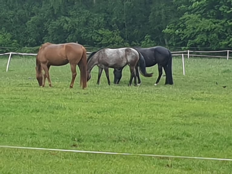 American Quarter Horse Merrie 9 Jaar 157 cm Vos in Bergen auf Rügen