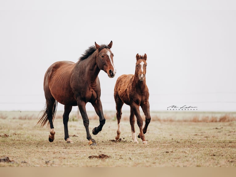 American Quarter Horse Merrie 9 Jaar 158 cm Bruin in Kail