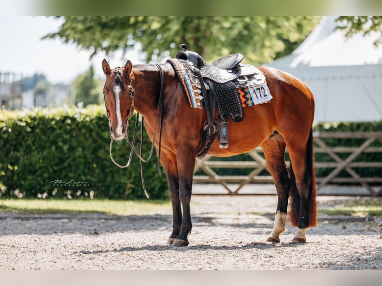 American Quarter Horse Merrie 9 Jaar 158 cm Bruin in Kail